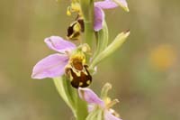 Ophrys apifera Bray-Dunes 120611 (143)