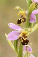 Ophrys apifera Bray-Dunes 120611 (144)