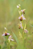 Ophrys apifera Bray-Dunes 120611 (154)