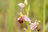 Ophrys apifera Bray-Dunes 120611 (155)