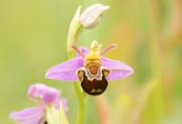 Ophrys apifera Bray-Dunes 120611 (156)