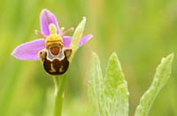 Ophrys apifera Bray-Dunes 120611 (157)