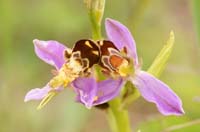 Ophrys apifera Bray-Dunes 120611 (159)