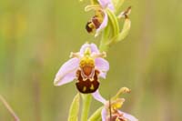 Ophrys apifera Bray-Dunes 120611 (160)