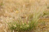 Poa sp Bray-Dunes 120611 (150)