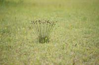 Schoenus nigricans Bray-Dunes 120611 (80)