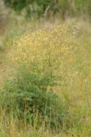 Thalictrum minus Bray-Dunes 120611 (137)