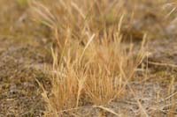 Vulpia myuros Bray-Dunes 120611 (147)