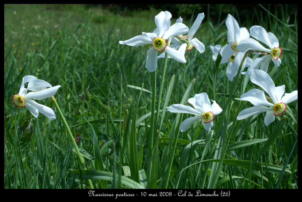 Narcissus poeticus2