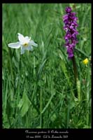 Narcissus poeticus & Orchis mascula