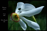 Narcissus poeticus4