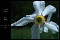 Narcissus poeticus5