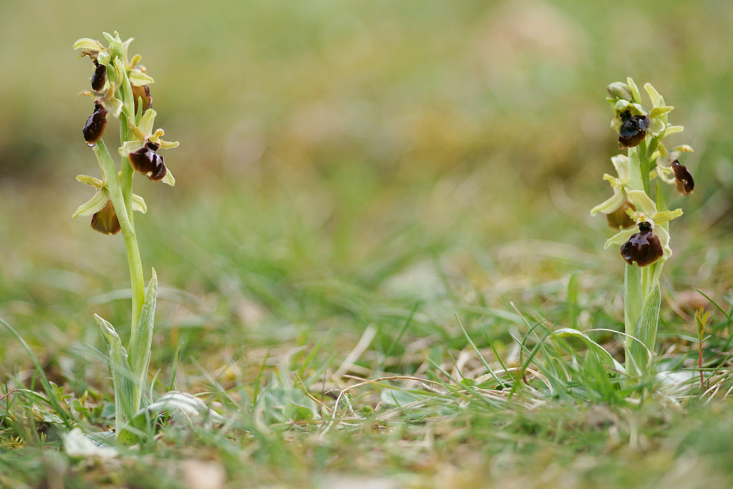 Ophrys exaltata ssp arachnitiformis Crussol 040410 (4)