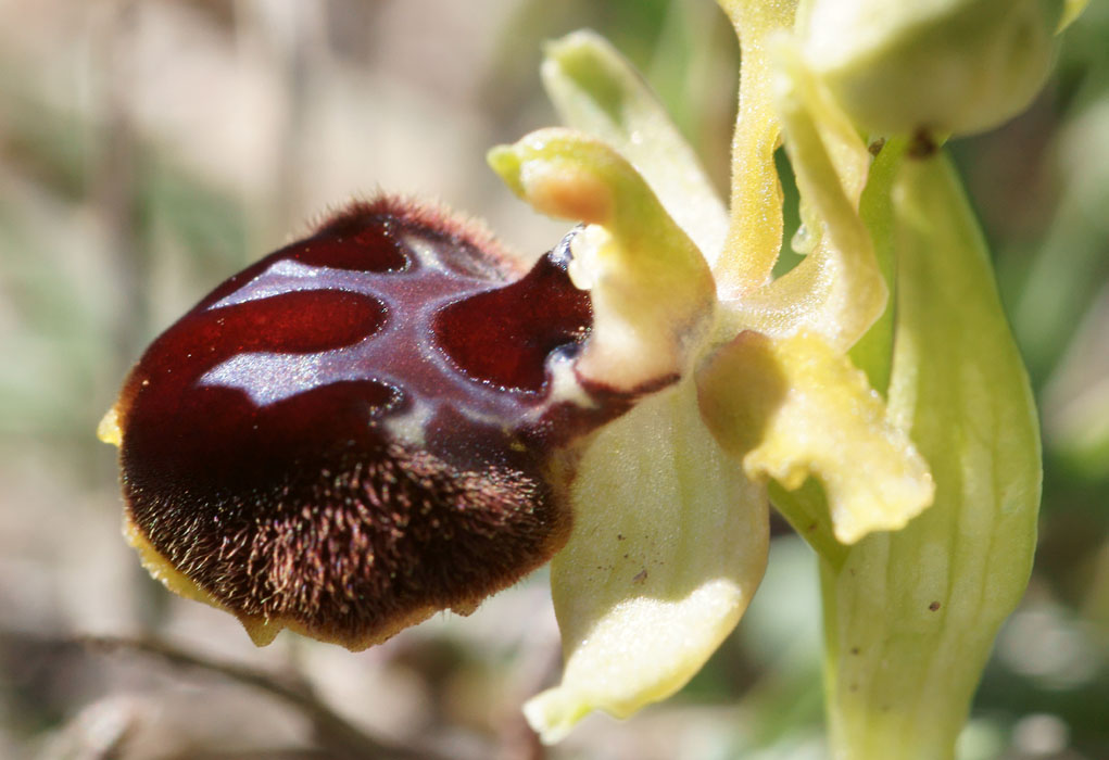 Ophrys exaltata ssp archnitiformis Ventabren 040410 (10)