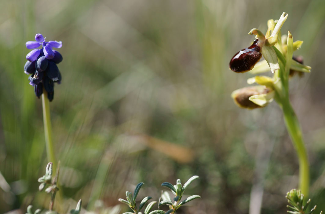 Ophrys exaltata ssp archnitiformis Ventabren 040410 (14)