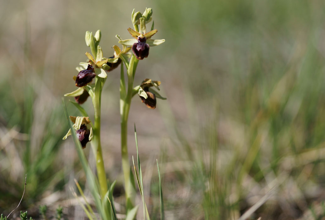 Ophrys exaltata ssp archnitiformis Ventabren 040410 (15)