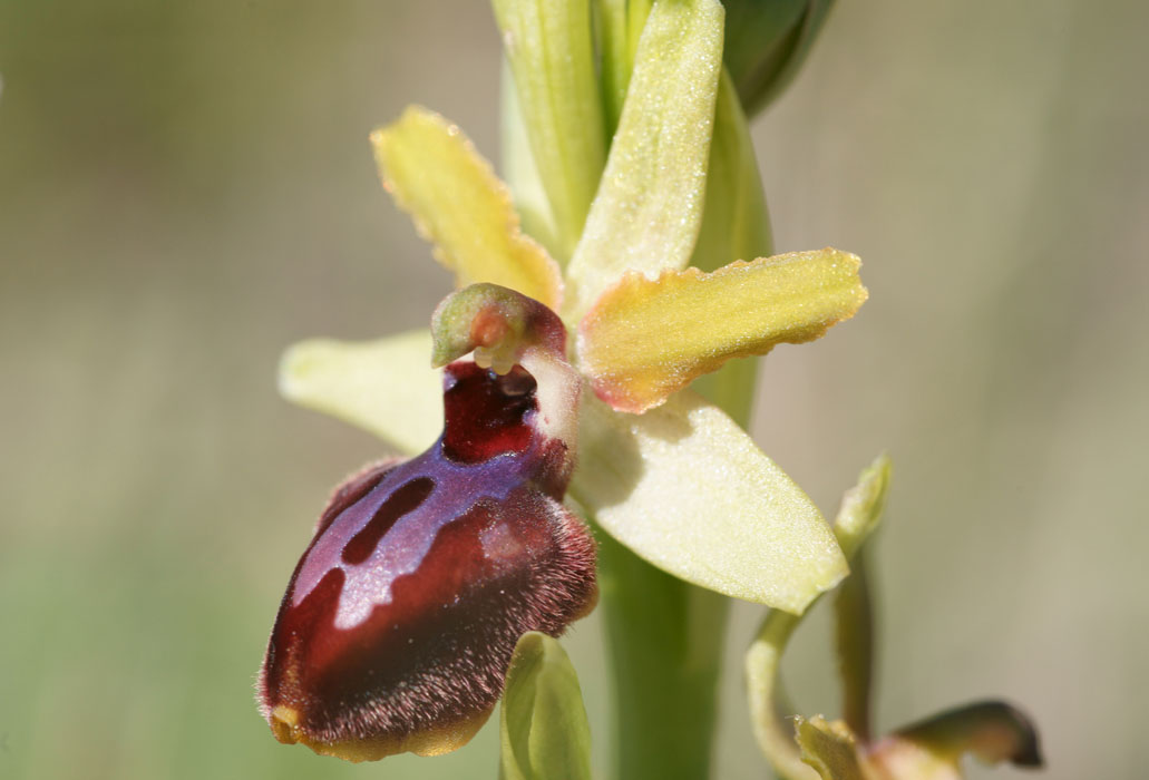Ophrys exaltata ssp archnitiformis Ventabren 040410 (4)