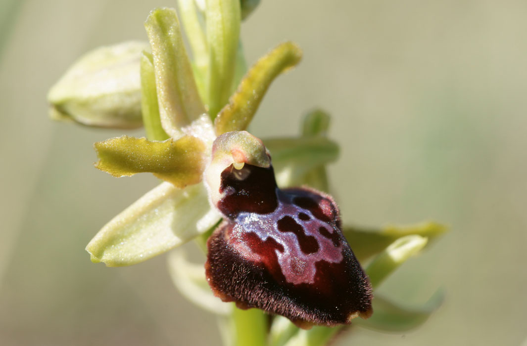 Ophrys exaltata ssp archnitiformis Ventabren 040410 (5)