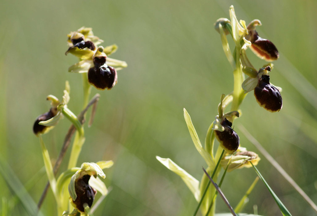 Ophrys exaltata ssp archnitiformis Ventabren 040410 (7)