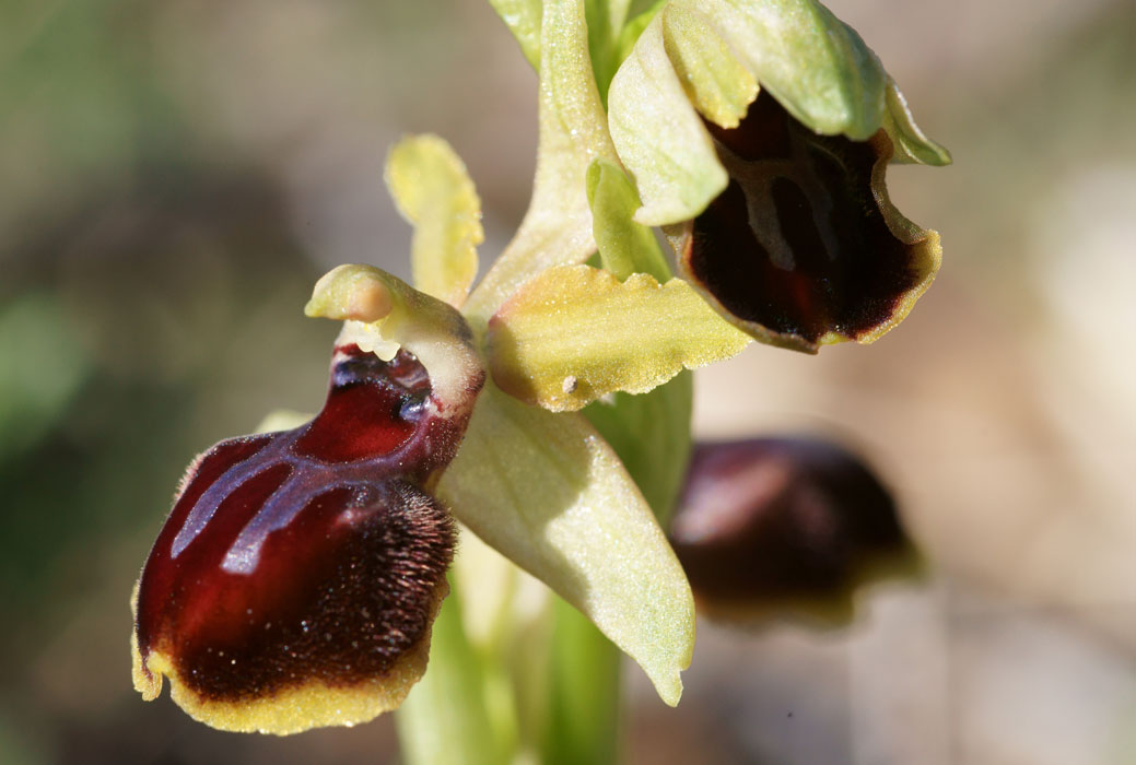 Ophrys exaltata ssp archnitiformis Ventabren 040410 (9)