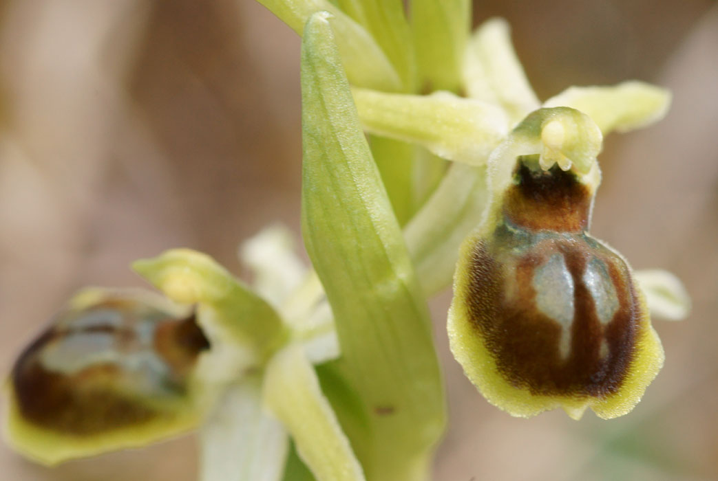 Ophrys litigiosa Crussol 040410 (14)