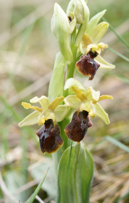 Ophrys litigiosa Crussol 040410 (17)