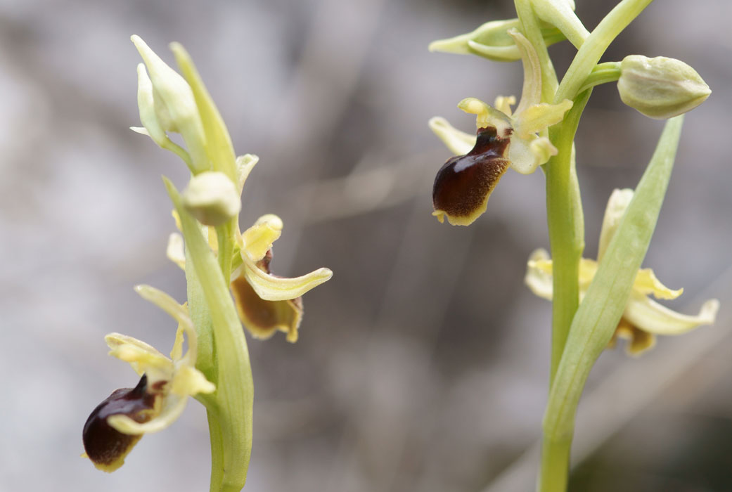 Ophrys litigiosa Crussol 040410 (18)