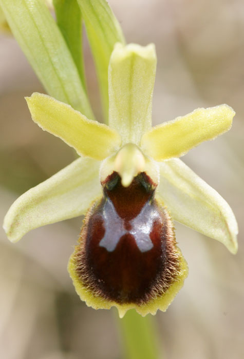 Ophrys litigiosa Crussol 040410 (20)