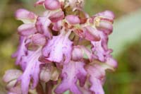 Himantoglossum robertianum Crussol 040410 (27)