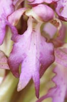 Himantoglossum robertianum Crussol 040410 (28)