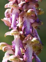 Himantoglossum robertianuml Ventabren 040410 (2)