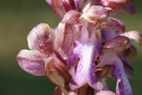 Himantoglossum robertianuml Ventabren 040410 (3)
