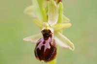 Ophrys exaltata ssp arachnitiformis Crussol 040410 (1)