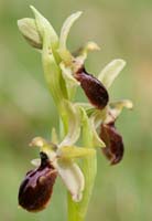 Ophrys exaltata ssp arachnitiformis Crussol 040410 (2)