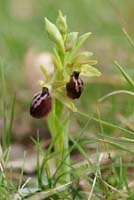 Ophrys exaltata ssp arachnitiformis Crussol 040410 (3)