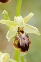 Ophrys exaltata ssp arachnitiformis Crussol 040410 (5)