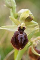 Ophrys exaltata ssp arachnitiformis Crussol 040410 (7)