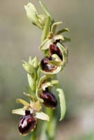 Ophrys exaltata ssp archnitiformis Ventabren 040410 (13)