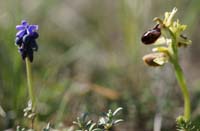 Ophrys exaltata ssp archnitiformis Ventabren 040410 (14)