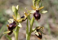 Ophrys exaltata ssp archnitiformis Ventabren 040410 (16)