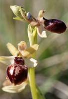 Ophrys exaltata ssp archnitiformis Ventabren 040410 (17)