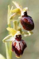Ophrys exaltata ssp archnitiformis Ventabren 040410 (8)