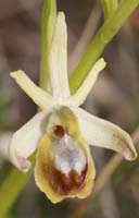 Ophrys litigiosa Crussol 040410 (15)