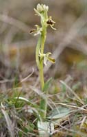 Ophrys litigiosa Crussol 040410 (16)