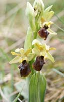 Ophrys litigiosa Crussol 040410 (17)