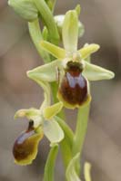 Ophrys litigiosa Crussol 040410 (21)