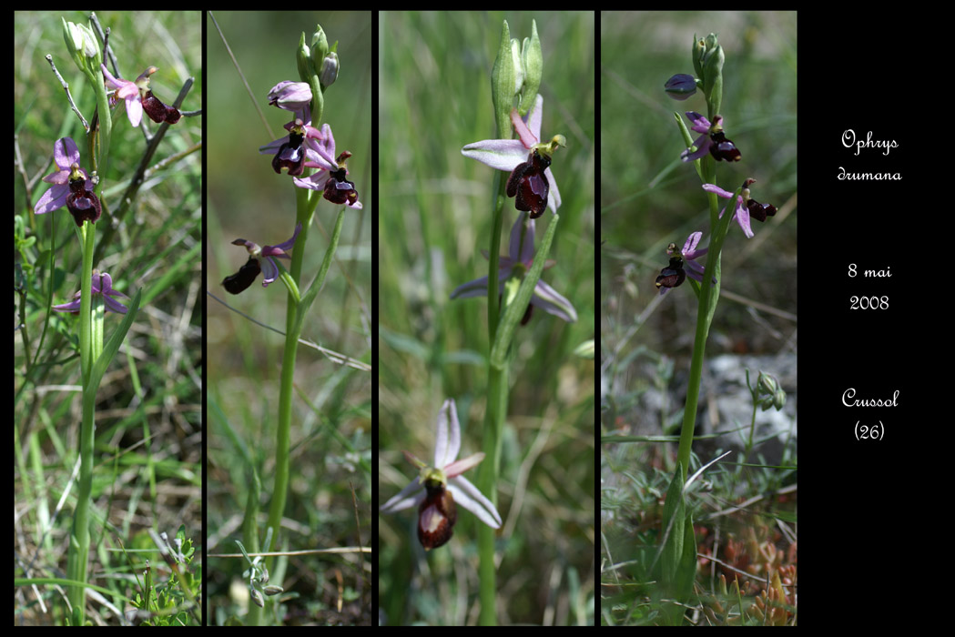 Ophrys drumana10