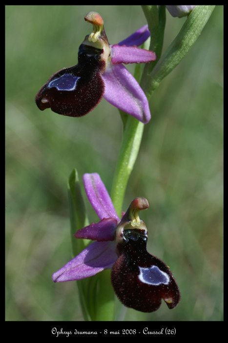 Ophrys drumana12
