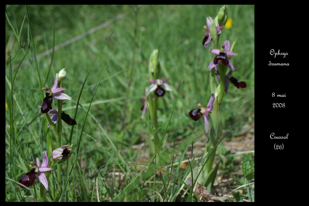 Ophrys drumana13