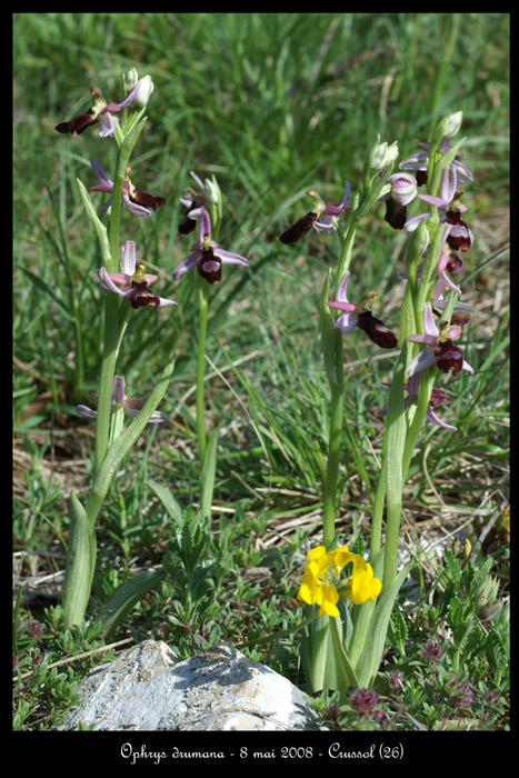 Ophrys drumana15